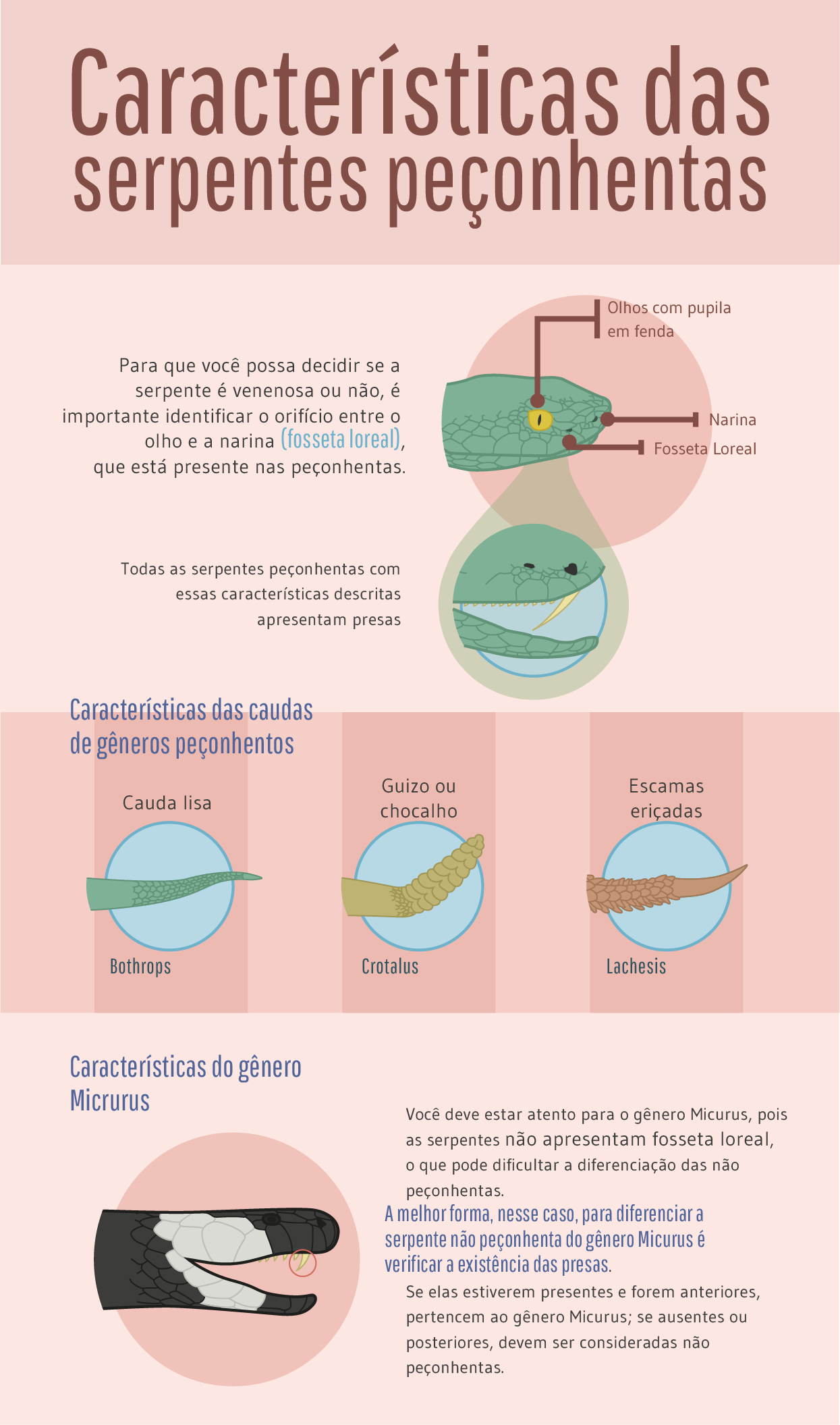 Surucucu - características, ecologia - Cobras - InfoEscola